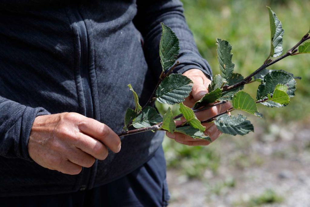 A branch of green alder