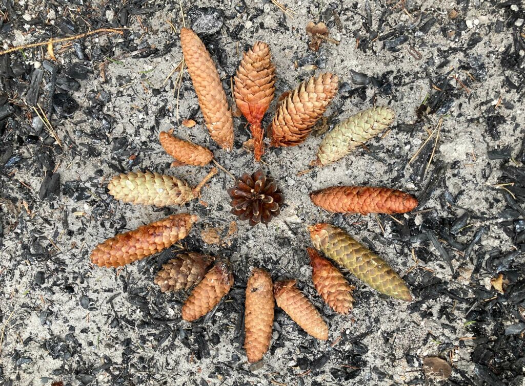Pinecones