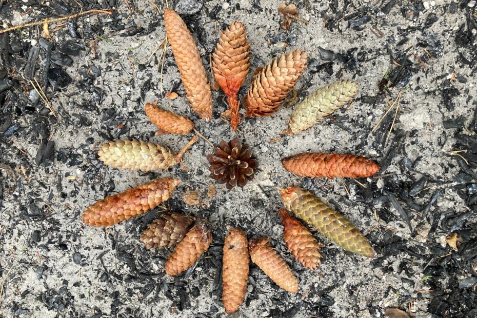 Pinecones